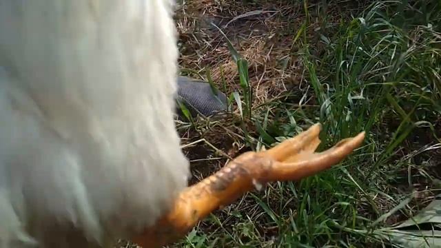 Лечим утку третий день смотреть онлайн