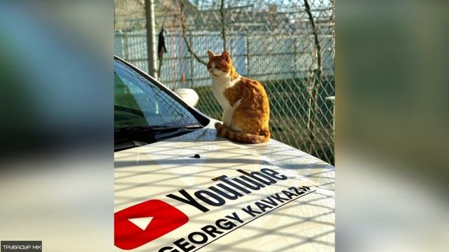 Краткая биография блогера Георгий Кавказ ( GEORGY KAVKAZ ) смотреть онлайн