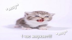 Кот мяукает 1 час под музыку
