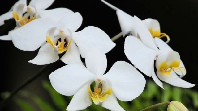 Phalaenopsis Sogo Lawrence. Фаленопсис Сого Лоуренс. Ну очень долгоцветущая орхидея!?? смотреть онлайн