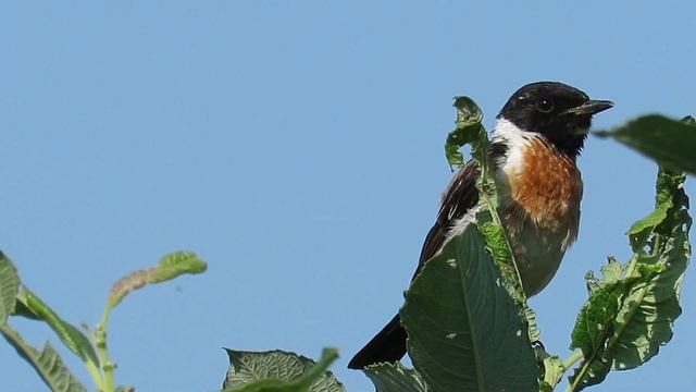 Птица Чекан черноголовый самец, Male European stonechat смотреть онлайн