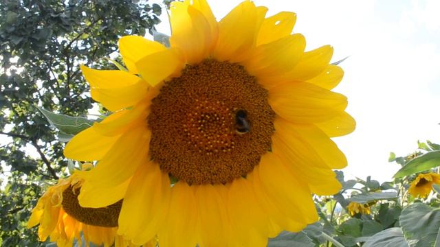 Прекрасный подсолнух и шмель смотреть онлайн