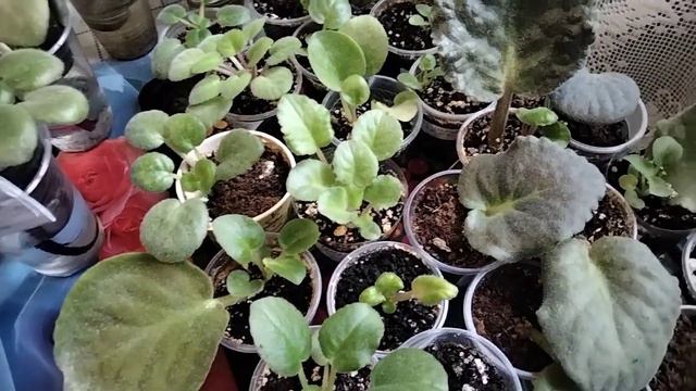 Уход за домашними фиалками. смотреть онлайн
