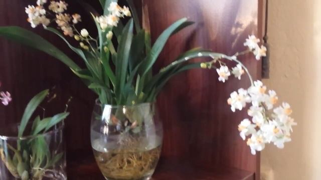 Orchid - Oncidium Twinkle in bloom (White & Red/Pink Variety) смотреть онлайн