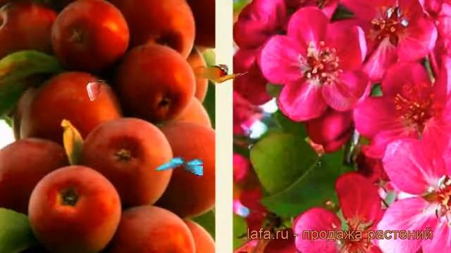 Яблоня колоновидная краснолистная Манящий аромат ? обзор: как сажать, саженцы яблони Манящий аромат смотреть онлайн