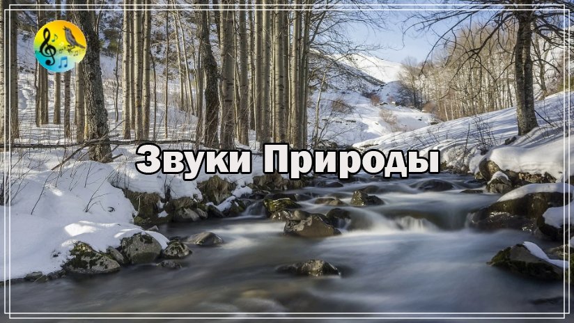 Релаксация ? Красивый зимний лес с шумом небольшого горного ручья ? Уютное Пение Птиц От Стресса смотреть онлайн