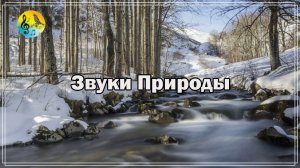 Релаксация ? Красивый зимний лес с шумом небольшого горного ручья ? Уютное Пение Птиц От Стресса