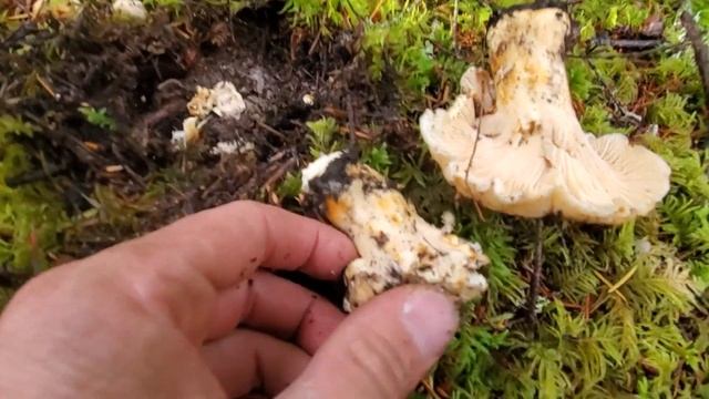 Chantrelle 101! - All you need to know. смотреть онлайн