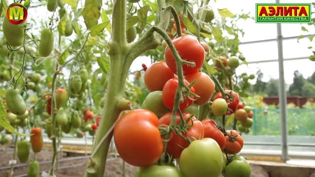 Раннеспелый Гибрид Томата ВЕЗУНЧИК F1 на 2021 год смотреть онлайн
