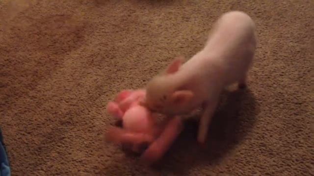 Hamlet the piggy playing with pig toy смотреть онлайн