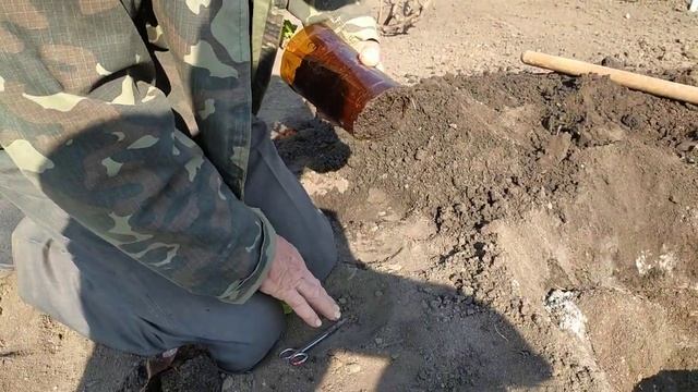 Посадка вегетирующего саженца смотреть онлайн