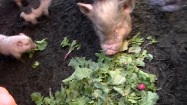 Кормление вьетнамских свиней редиской.Feeding Vietnamese Pigs Radishes.