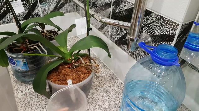 Часть 2. Полив орхидей в ДВОЙНЫХ ГОРШКАХ. 2 способа полива. смотреть онлайн