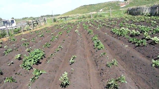 Картофельное поле после окучивания дисковыми окучниками. смотреть онлайн