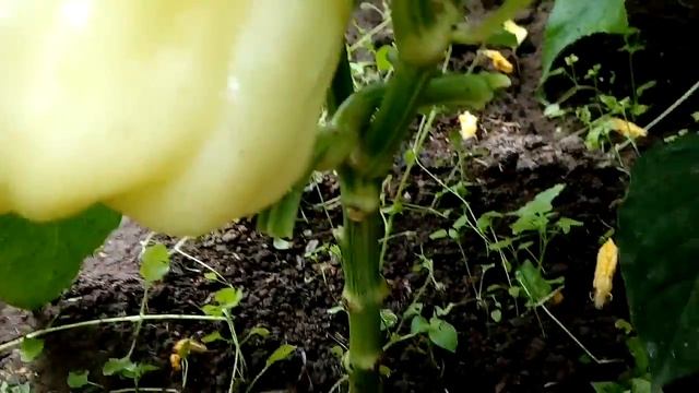Болгарский перец Белое золото, плодоношение смотреть онлайн