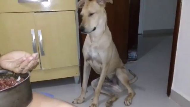 Meu cão vira-lata (Thor)😍😍😍😍 смотреть онлайн