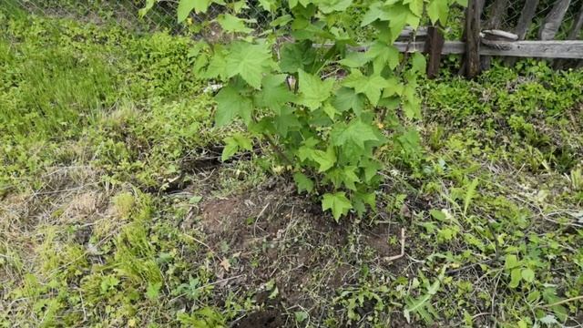 Посадили саженцы яблони, вишни. Нашли на участке смородину и крыжовник. 25 мая 2021 смотреть онлайн