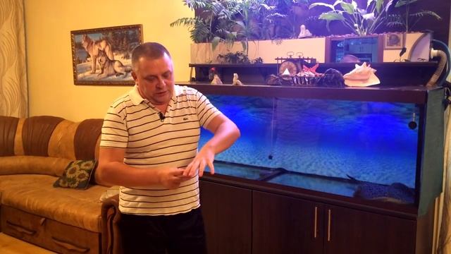 Удар домашнего ската ядовитым шипом. Опасно ли держать дома скатов хвостоколов? смотреть онлайн