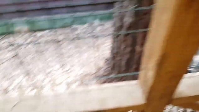 Ли Сяо / Alice the Fox Лиса Алиса (О различных породах лис) смотреть онлайн