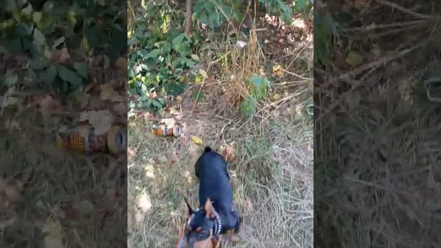 Стерилизовать собаку или нет? смотреть онлайн