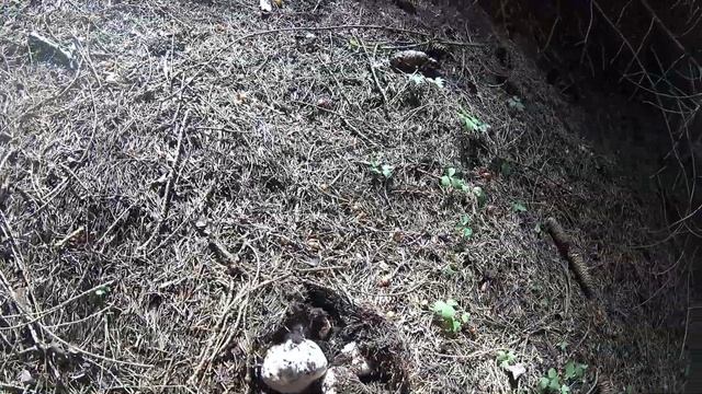 Собираем грибы и травы в красивейшем ущелье. смотреть онлайн