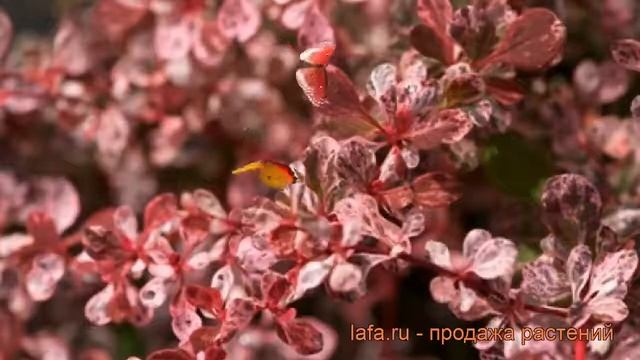 Барбарис тунберга Харлеквин (harleqiun) ? обзор: как сажать, саженцы барбариса Харлеквин смотреть онлайн