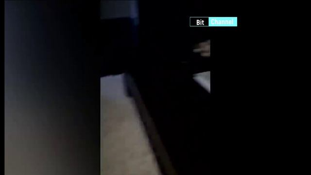 Ржачное видео с животными. Смотреть и плакать. Подборка топ. Лучшее смотреть онлайн