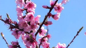 В персиковых садах. Крым.