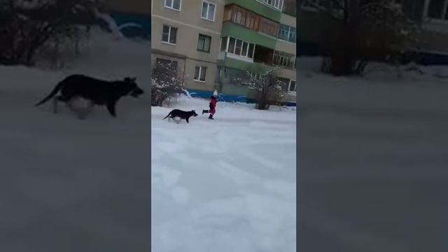 739 меркурий