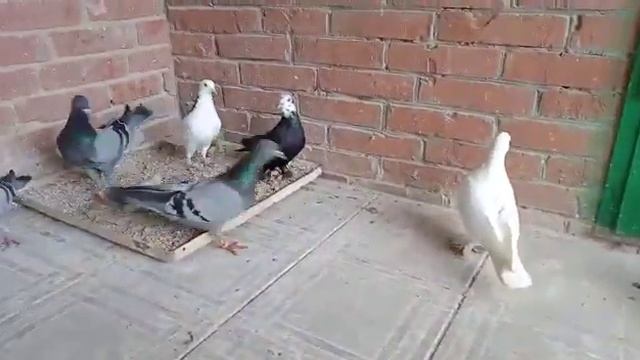 Продажа голубей. Т - 8 918 949 45 75