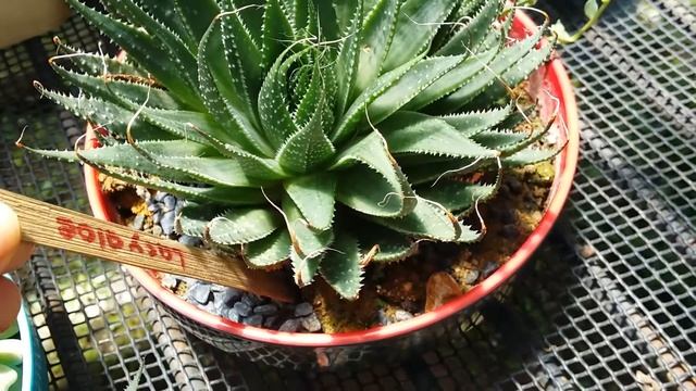 Aloe aristata in bloom смотреть онлайн