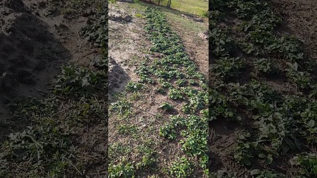 ДЕЛА ОГОРОДНЫЕ