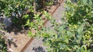 СОХНУТ ЛИСТЬЯ на голубике ЧТО ДЕЛАТЬ ???