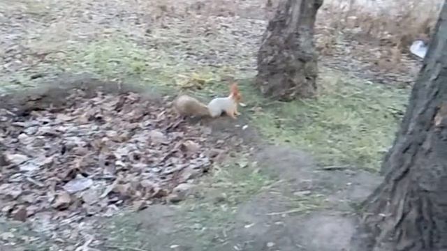 Белка замедленная съемка смотреть онлайн