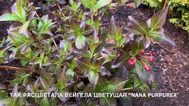 ВЕСЕННИЕ: ТИСЫ ЯГОДНЫЕ: DAVID, ELEGANTISSIMA. ВЕЙГЕЛА: NANA PURPUREA . смотреть онлайн