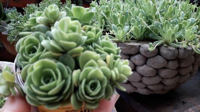 Orostachys Malacophylla / Atualização....