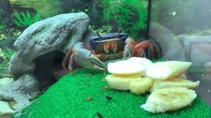 РАДУЖНЫЙ КРАБ, ПАРНОЕ СОДЕРЖАНИЕ ИЛИ ВСЁ ЖЕ НЕТ?