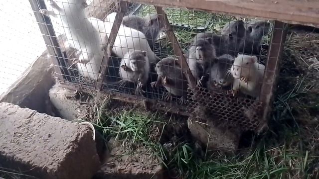 чего начать содержание и разведение нутрий смотреть онлайн