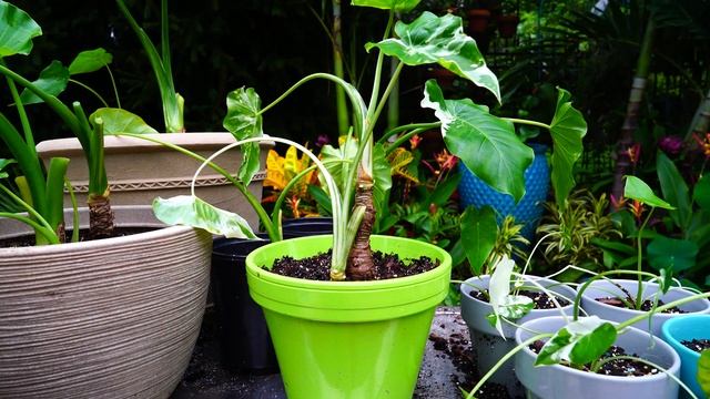 Dividing And Planting my Variegated Alocasia смотреть онлайн