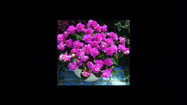 Star-Shaped Flowers Of 'Vancouver Centennial' #6 смотреть онлайн