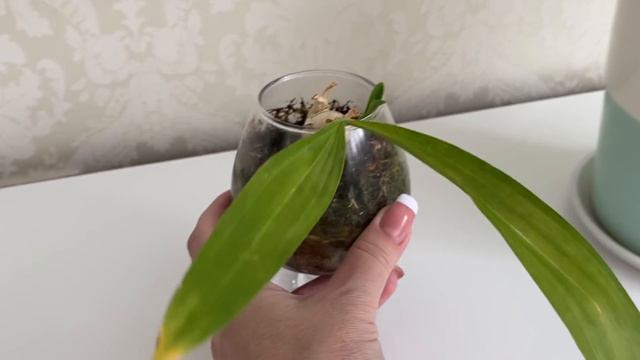 Тронулись в рост орхидеи, которых я немножко боюсь) смотреть онлайн