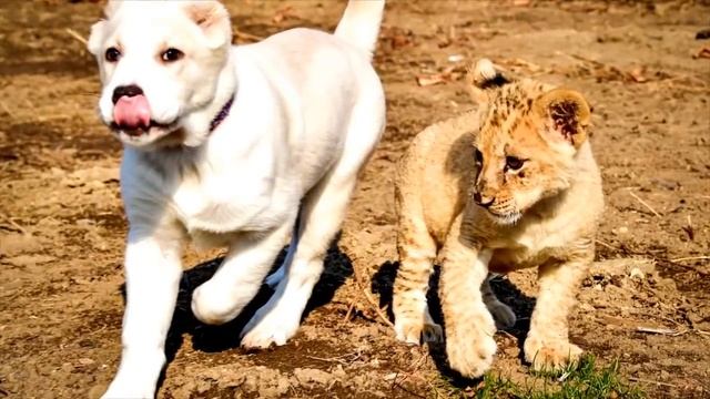 ТОП 10 Самые знаменитые домашние животные смотреть онлайн