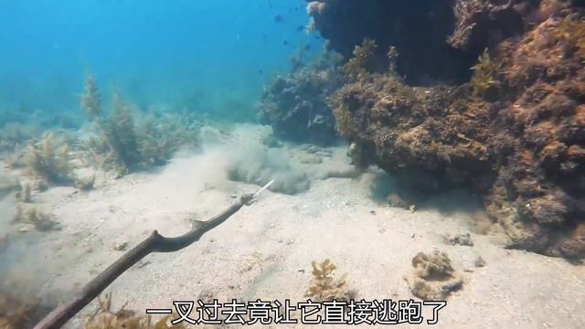 海岛到处都是值钱好货，他却懒得捡！ #自由潜渔猎#户外赶海抓海鲜 #大海的馈赠 смотреть онлайн