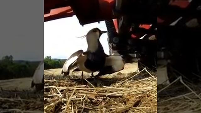 Птица защищает гнездо от трактора смотреть онлайн