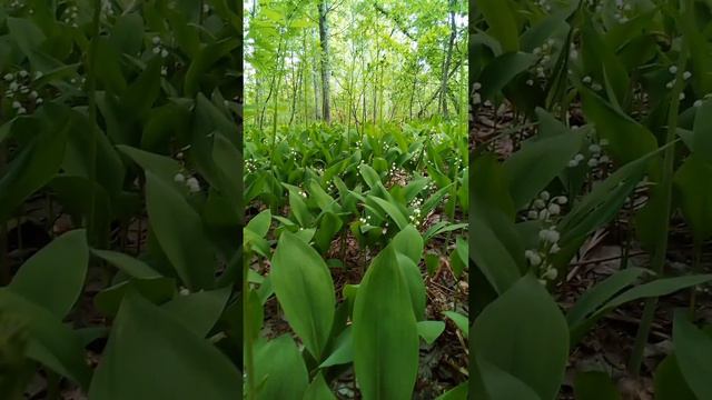 Лес, ландыши смотреть онлайн