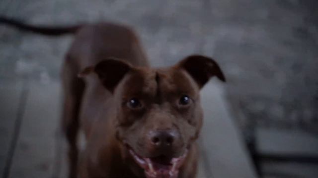 Вечерняя жизнь банды под присмотром Котэ! Питбуль/Волк/Дворняжка/КОТ. смотреть онлайн