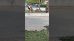 Во Франции сирийский беженец бегает по детской площадке и бьет ножом женщин и детей.

Саня во Флорид