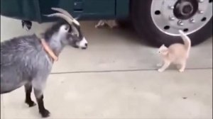 Атака баранов на людей, очень смешная подборка..