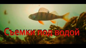 Ищем крупную рыбу с помощью подводной камеры на таежном пруду.