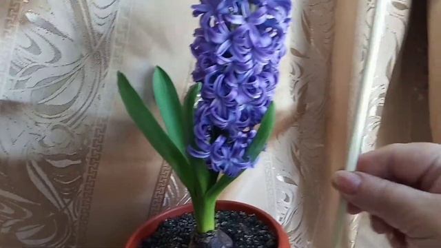 ГИАЦИНТ ДОЛГО ЦВЕТЕТ В КОМНАТЕ.ВОСХИЩАЕТ И РАДУЕТ. смотреть онлайн